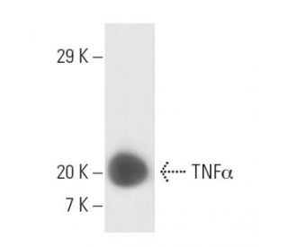 TNF alpha Antibody (J1D9) - Western Blotting - Image 10593