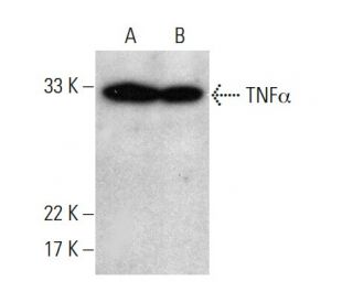 TNF alpha Antibody (TN3-19.12) - Western Blotting - Image 380966 