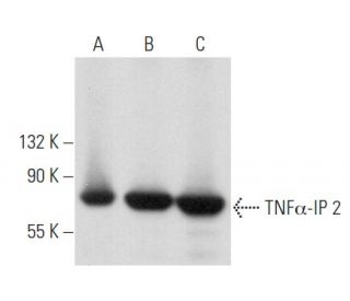 TNF&alpha;-IP 2 Antibody (F-6) - Western Blotting - Image 356881 
