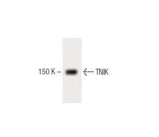 TNIK Antibody (53) - Western Blotting - Image 60474