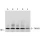 TNNI3K Antibody (H-7) - Western Blotting - Image 320453 