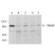TNNI3K Antibody (H-7) - Western Blotting - Image 383725 
