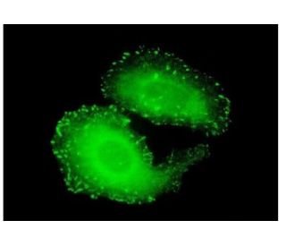 Tns4 Antibody (3B8) - Immunofluorescence - Image 351785 