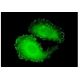 Tns4 Antibody (3B8) - Immunofluorescence - Image 351785 