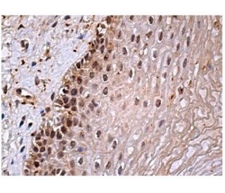 TOB1 Antibody (E-1) - Immunohistochemistry - Image 157334 