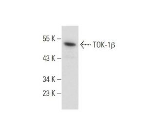 TOK-1β Antibody (B-10) - Western Blotting - Image 138326The Double Nickase Plasmid features a U6 promoter for sgRNA expression, a 20 nt targeting sequence, and a gRNA scaffold to guide Cas9n. It includes a CBh promoter for Cas9n (D10A) and puromycin resistance, GFP for transfection verification, and nuclear localization signals (NLS). The 2A peptide allows co-expression of Cas9n and Puro from a single promoter, enabling precise genome editing with reduced off-target effects.