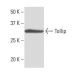 Tollip Antibody (k1B17) - Western Blotting - Image 67356