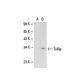 Tollip Antibody (Kimmy-2) - Western Blotting - Image 20189