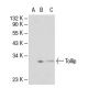 Tollip Antibody (Kimmy-2) - Western Blotting - Image 45976 