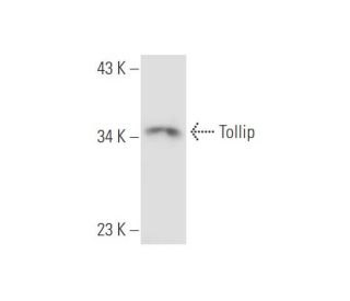 Tollip Antibody (Kimmy-2) - Western Blotting - Image 56377 