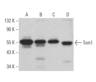 Tom1 Antibody (H-5) - Western Blotting - Image 365959The Double Nickase Plasmid features a U6 promoter for sgRNA expression, a 20 nt targeting sequence, and a gRNA scaffold to guide Cas9n. It includes a CBh promoter for Cas9n (D10A) and puromycin resistance, GFP for transfection verification, and nuclear localization signals (NLS). The 2A peptide allows co-expression of Cas9n and Puro from a single promoter, enabling precise genome editing with reduced off-target effects.