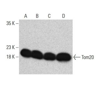 Tom20 Antibody (29) - Western Blotting - Image 386085 