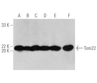 Tom22 Antibody (1C9-2) - Western Blotting - Image 390059 