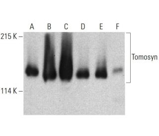 Tomosyn Antibody (15) - Western Blotting - Image 385697 