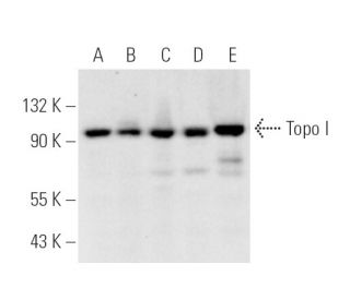 Topo I Antibody (H-5) - Western Blotting - Image 391372