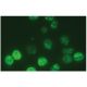 Topo IIα Antibody (A-8) - Immunofluorescence - Image 114364 