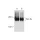Topo IIα Antibody (A-8) - Western Blotting - Image 68078