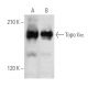 Topo IIα Antibody (A-8) - Western Blotting - Image 356554 