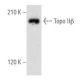 Topo IIβ Antibody (B-6) - Western Blotting - Image 354792