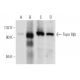 Topo IIIβ-1 Antibody (B-10) - Western Blotting - Image 60166 