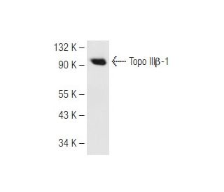 Topo III&beta;-1 Antibody (B-10) - Western Blotting - Image 82253 