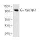 Topo IIIβ-1 Antibody (B-10) - Western Blotting - Image 82253 