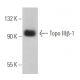 Topo IIIβ-1 Antibody (B-10) - Western Blotting - Image 367220