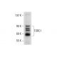 TORC1 Antibody (A-1) - Western Blotting - Image 137621 