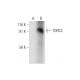 TORC3 Antibody (A-12) - Western Blotting - Image 289568