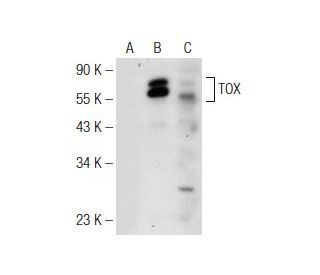 TOX Antibody (H-2) - Western Blotting - Image 148821