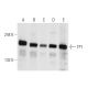 TP1 Antibody (B-1) - Western Blotting - Image 66406
