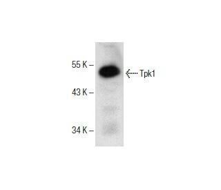 Tpk1 Antibody (F-3) - Western Blotting - Image 151639