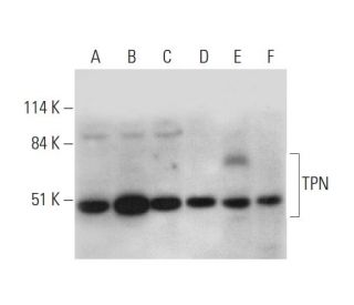 TPN Antibody (B-9) - Western Blotting - Image 333381 