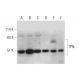 TPN Antibody (B-9) - Western Blotting - Image 333381 