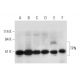 TPN Antibody (F-6) - Western Blotting - Image 333380 