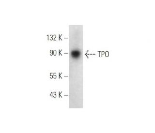 TPO Antibody (A-6) - Western Blotting - Image 319620