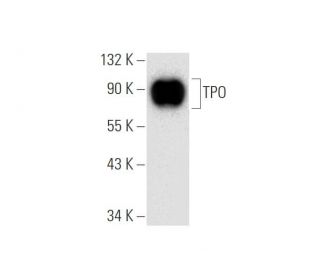 TPO Antibody (B-10) - Western Blotting - Image 305669