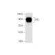 TPO Antibody (B-10) - Western Blotting - Image 305669
