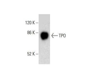 TPO Antibody (G-1) - Western Blotting - Image 305741