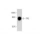 TPO Antibody (G-1) - Western Blotting - Image 305741
