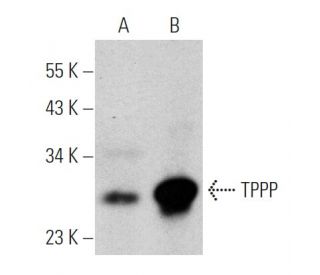 TPPP Antibody (A-6) - Western Blotting - Image 366627 