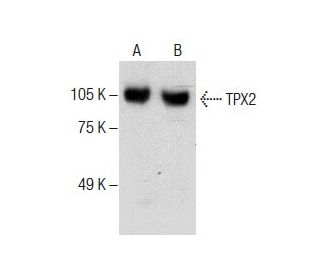 TPX2 Antibody (B-10) - Western Blotting - Image 287203 