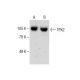 TPX2 Antibody (B-10) - Western Blotting - Image 287203 
