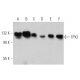 TPX2 Antibody (B-10) - Western Blotting - Image 359579