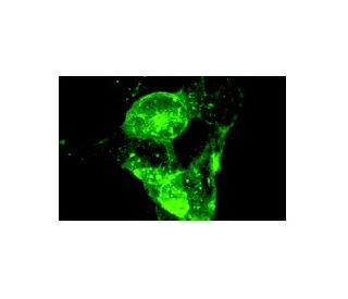 TRA-1-60 Antibody (TRA-1-60) - Immunofluorescence - Image 6351 