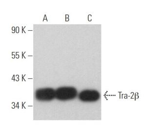 Tra-2&beta; Antibody (D-2) - Western Blotting - Image 366895 
