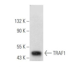 TRAF1 Antibody (B-12) - Western Blotting - Image 355509 