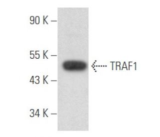 TRAF1 Antibody (E-10) - Western Blotting - Image 355508 