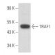 TRAF1 Antibody (E-10) - Western Blotting - Image 355508 