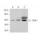 TRAF1 Antibody (E-12) - Western Blotting - Image 380788 